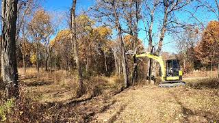 Yanmar VIO50-6 pushing over big walnut tree