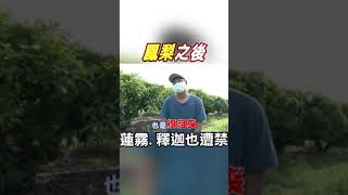 #shorts 果農要哭了..陸禁蓮霧.釋迦 盼政府拿出有效對策 @中天新聞CtiNews