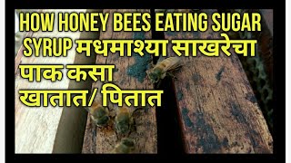 Beekeeping: How Honey Bees eating sugar syrup मधमाश्या साखरेचा पाक कसा खातात/ पितात