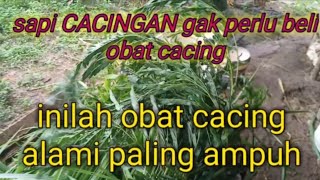 Sapi Cacingan Gak Perlu Beli Obat Cacing Inilah Obat Cacing Alami Paling Ampuh