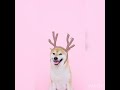 Funny dogs||Cute dogs videos||funny animals video||#short