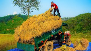 Use Truck To Transport Rice During Harvest - Taking Care Of Animals On The Farm - Farm Life