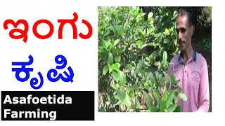 ಇಂಗು ಕೃಷಿ-Asafoetida Farming#shorts