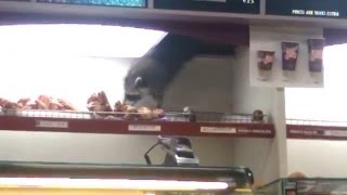 Raccoon Steals Donut