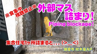 Blocked Drain 123 鎌倉市 材木座 M様 管理物件AP ※食事中視聴禁止※【外部マス詰まり】（マスが詰まってしまい排水が流れなくなっているとの事でした！）