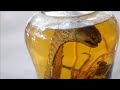 Snake Wine in Vietnam: Adventurous bites for Zoomin.tv