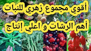 أقوي مجموع زهري للنبات و أهم الرشات للحصول علي أعلي إنتاج