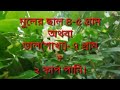 কামিনী ফুল গাছের উপকারিতা।। benefit of kamini