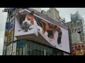 4k ネコ歩き～新宿巨大猫2023年9月新作「ねこ u0026エコー」～