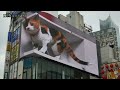 4k ネコ歩き～新宿巨大猫2023年9月新作「ねこ u0026エコー」～