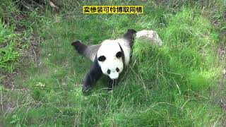 秦韵装瘸技术已经到了登峰造极的级别。 #Panda #熊猫 @佛坪奇趣