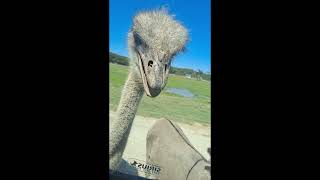 The Impolite Couple - Go on a Safari
