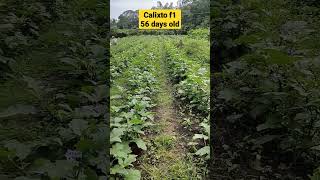 56 DAT CALIXTO F1 #eggplant #talong #calixto #bumberongfarmertv