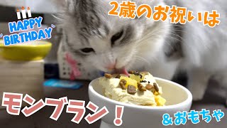 【猫】２歳の誕生日を迎えたはっさく【サイベリアン】