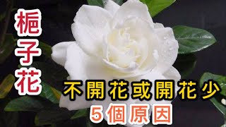 【天天小花農】梔子花不開花或開花少？這5個原因總有一個曾踩中過