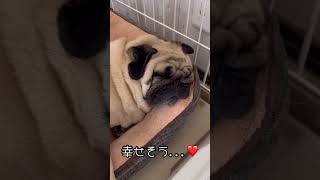 パグのASMR #パグ #愛犬 #犬 #いぬとの暮らし #ペット #いびき #asmr