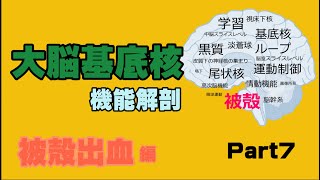 大脳基底核の機能解剖【被殻出血編】