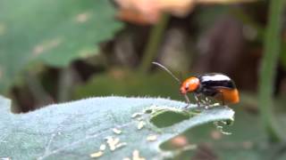 昆虫 クロウリハムシ1