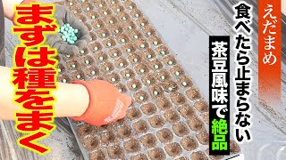 【枝豆】絶品枝豆の種まき方法紹介！！