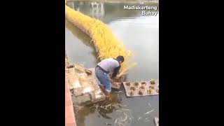 Palay sa ibabaw Isda sa ilalim