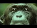 Chimpanzees Team Up to Attack a Monkey in the Wild | BBC Studios