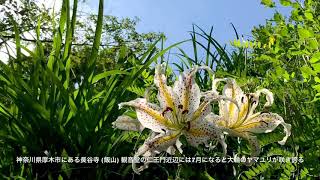 【長谷寺 (飯山観音) ヤマユリ (4K)】 神奈川県 厚木市 July.15.2017 gold-banded lily