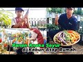 Panen Aneka Sayur di Kebun Atap Rumah [Harvesting Vegetables of Rooftop Garden]