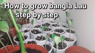 Shoker bagan uk2023.How to grow bottle gourd step by step, কিভাবে লাউ গাছ রুপন করতে হয় স্টেপ ।