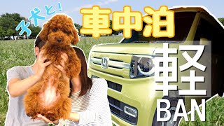 【犬連れ車中泊】道の駅で子犬とのんびり過ごす旅。【ゆめすぎと / N-VAN】Tiny poodle puppy went to roadside station in Tokyo.