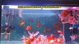 兰寿泰狮珍珠红帽金鱼下沉饲料和上浮饲料的优缺点养鱼养心