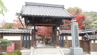 【Full HD】来迎寺の紅葉｜長野県諏訪郡下諏訪町｜Autumn leaves of Raikouji-temple in Shimosuwa Town Suwa District Nagano