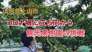 【山形県上山市】コロナ禍に立ち向かう観光果樹園の挑戦