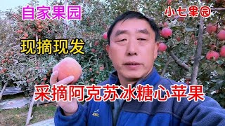 现摘现发新疆阿克苏冰糖心苹果，自家果园脆甜清爽，网友纷纷下单