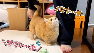 パパのことしか見えてない甘えん坊猫の行動が可愛すぎた…