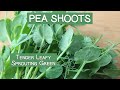 Pea Shoots, A Tender Leafy Sprouting Green