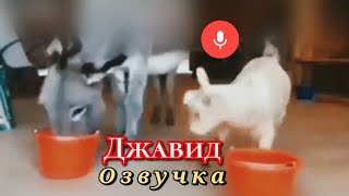 Джавид: Озвучка 2 (Животные)