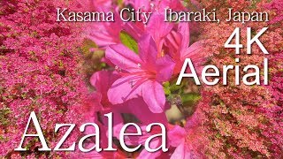 Azalea［4K］Kasama Azalea Park, Kasama City｜VISIT IBARAKI, JAPAN -OTHER SIGHTS-