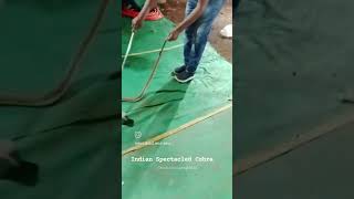 Spectacled Cobra SRGB #trending #viral #explore  #cobra #bhilai #rescue #shortvideo #trendingshorts