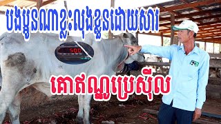 តើបងប្អូនណាខ្លះលុងខ្លួនដោយសារគោឥណ្ឌូប្រេស៊ីល?