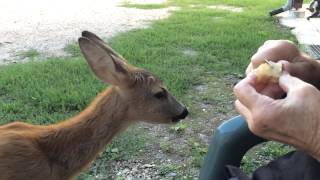 Jelenko 🦌  Adorable deer eat fruit, Croatia