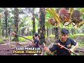 Amazing Scythe Sharpness Harvesting Oil Palm