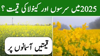 Mustard Price In Pakistan 2025 || Sarson Ka Aaj Ka Rate || Sarson Ki Qeemat 2025 || Trending Pedia