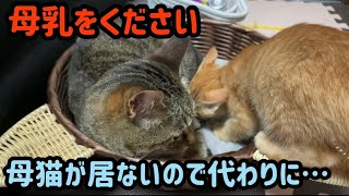 母猫の代わりに母乳を欲しがる子猫