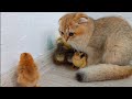 Scottish Cats Love to Play With Chickens🐥