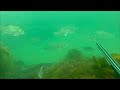 Spearfishing with massive Bass shoals & Lure fishing for Bass