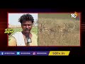 గోస పెడుతున్నాయి జింకలు deers spoils farmers crops in makthal mandal kathi katar varthalu 10tv