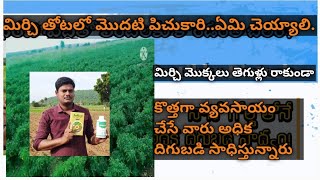 మిర్చి పంటలో మొదటి పిచుకారి ఏమి చెయ్యాలి Firt Spray Of Chilli Crop Of Plantation Fungicide