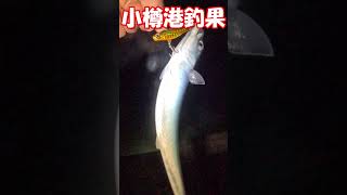 北海道　小樽　釣り　サバ　イワシ　釣果　＃shorts #fishing #小樽