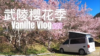 『旅遊/車泊』No.24  自駕武陵賞櫻攻略/望向芸端露營區/環山部落/思源埡口/寂寞派出所/營地空拍/VW California T6.1 coast