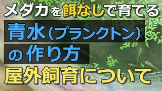 メダカを餌なしで育てる！グリーンウォーターの作り方と屋外飼育について